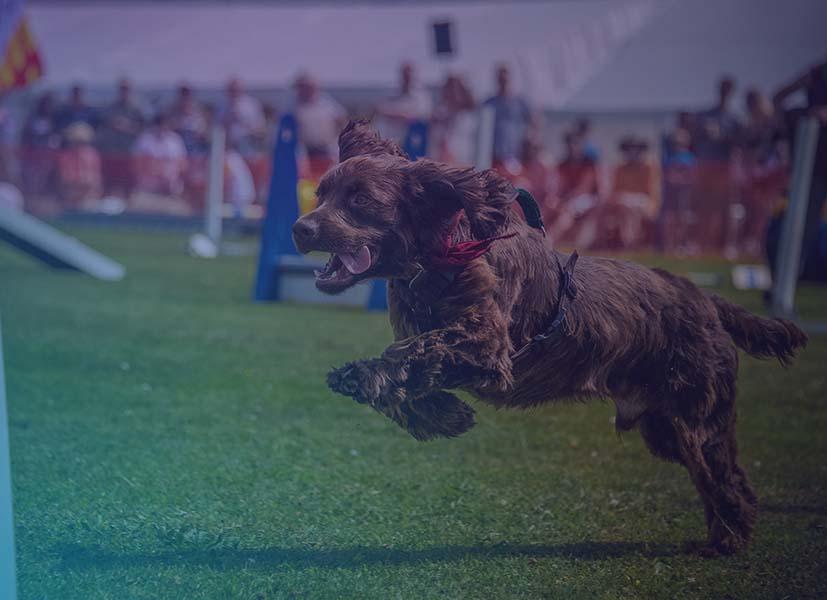 Image shows a dog going through an agility course at a dog show event.