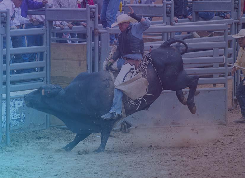 Picture of a bull rider in a rodeo arena in action